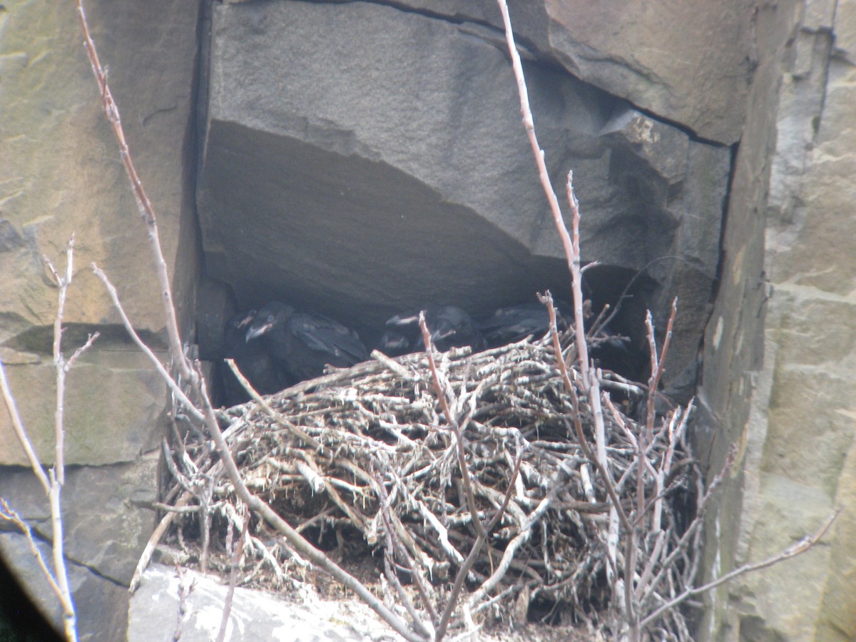 Common Raven - ML635178082