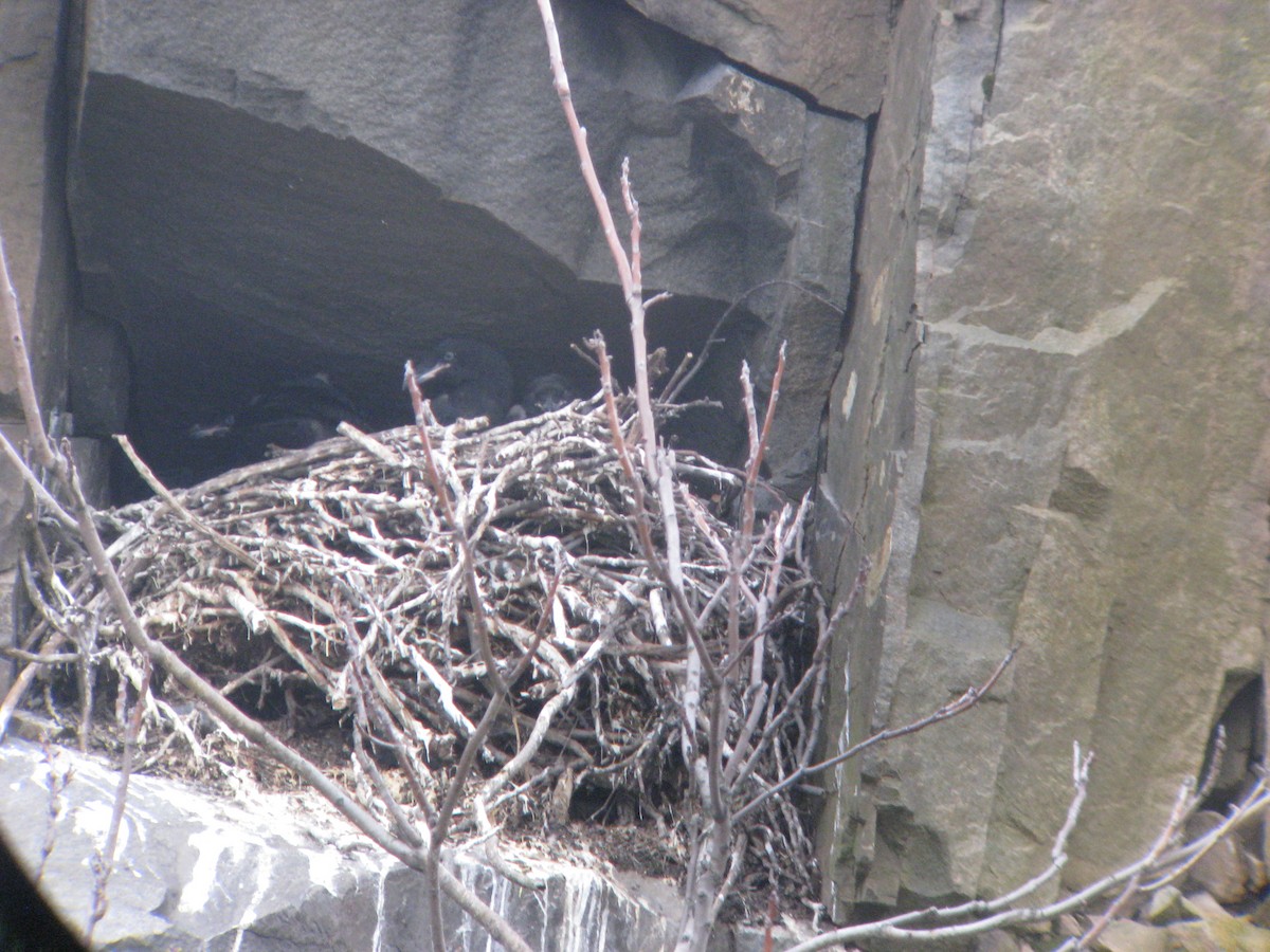 Common Raven - ML635178083