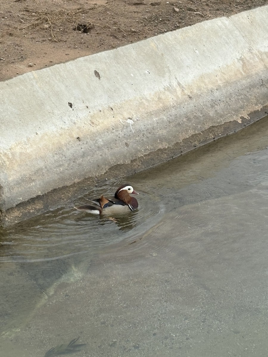 Mandarin Duck - ML635178109
