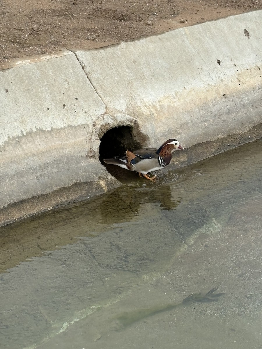Mandarin Duck - ML635178110