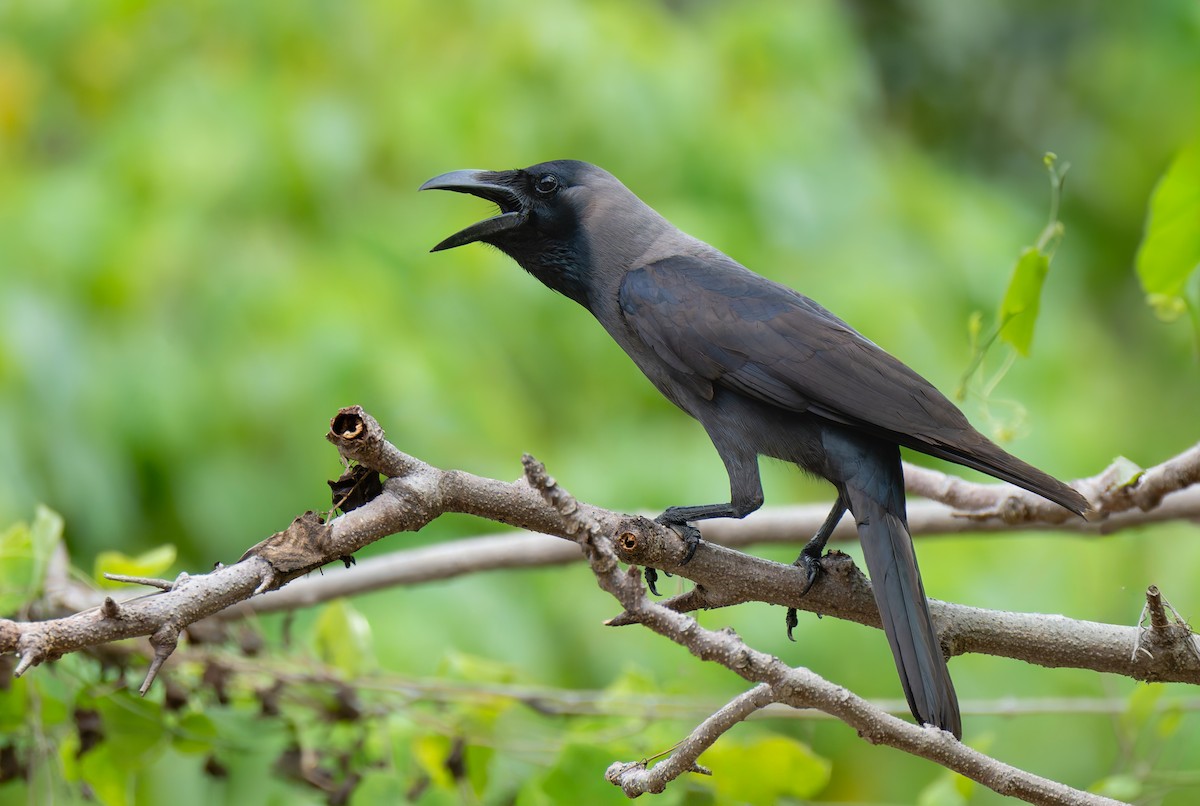 House Crow - ML635178139
