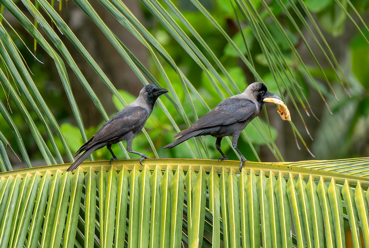 House Crow - ML635178140