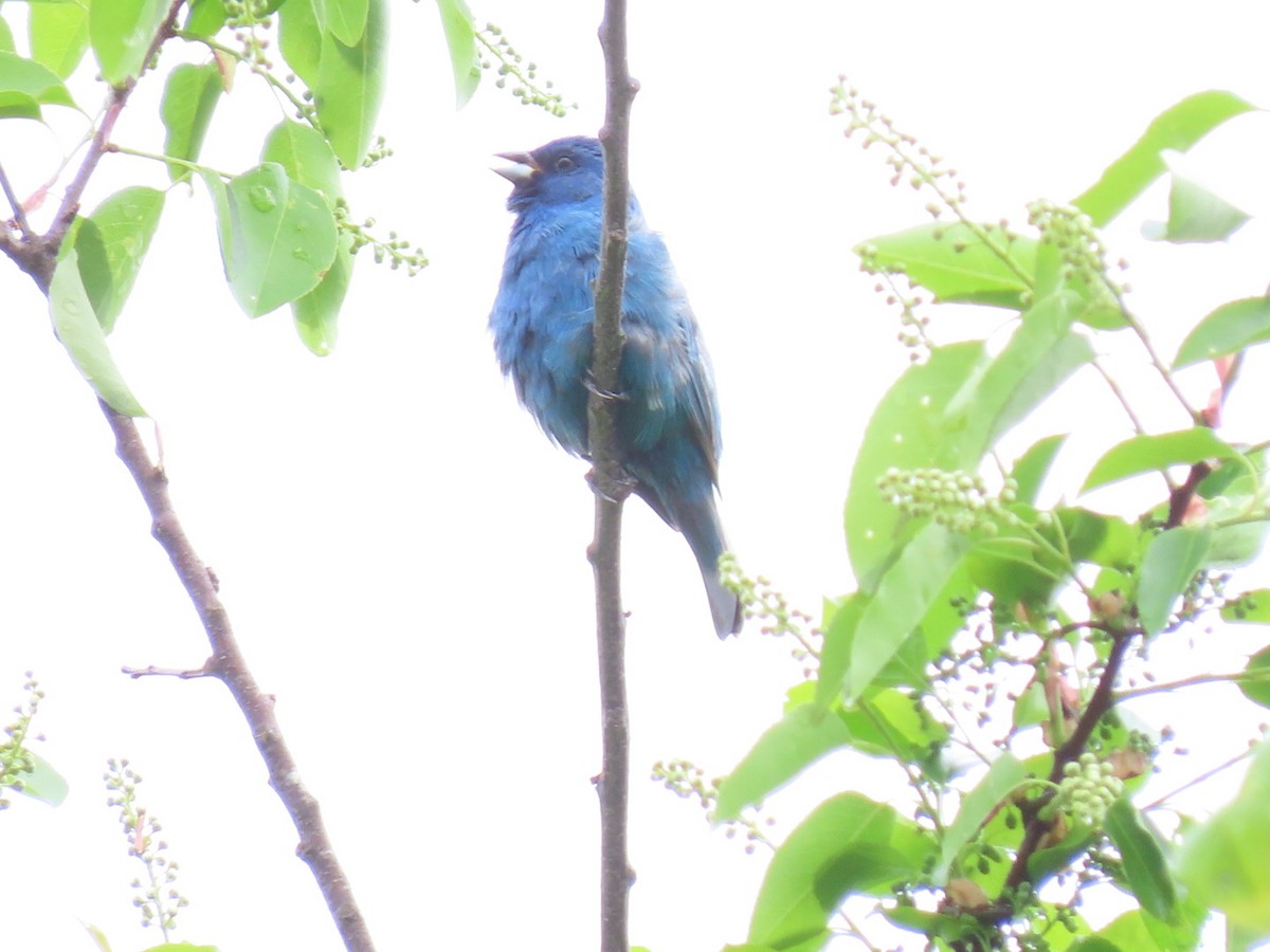 Indigo Bunting - ML635178146