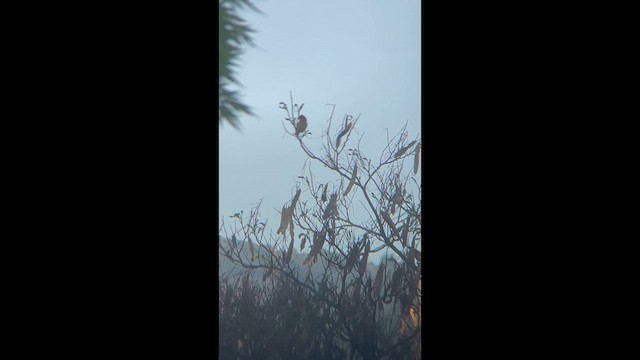 Lazuli Bunting - ML635178392