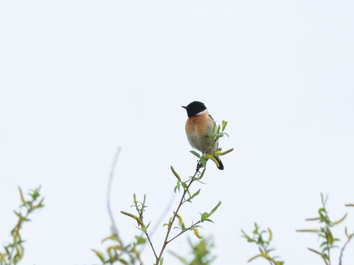 Siberian Stonechat (Siberian) - ML635178398