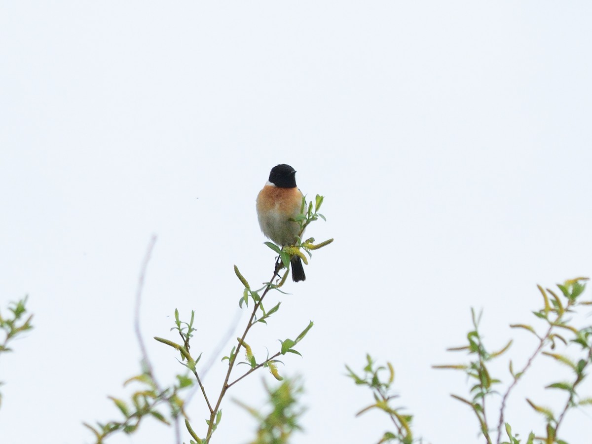 Siberian Stonechat (Siberian) - ML635178399