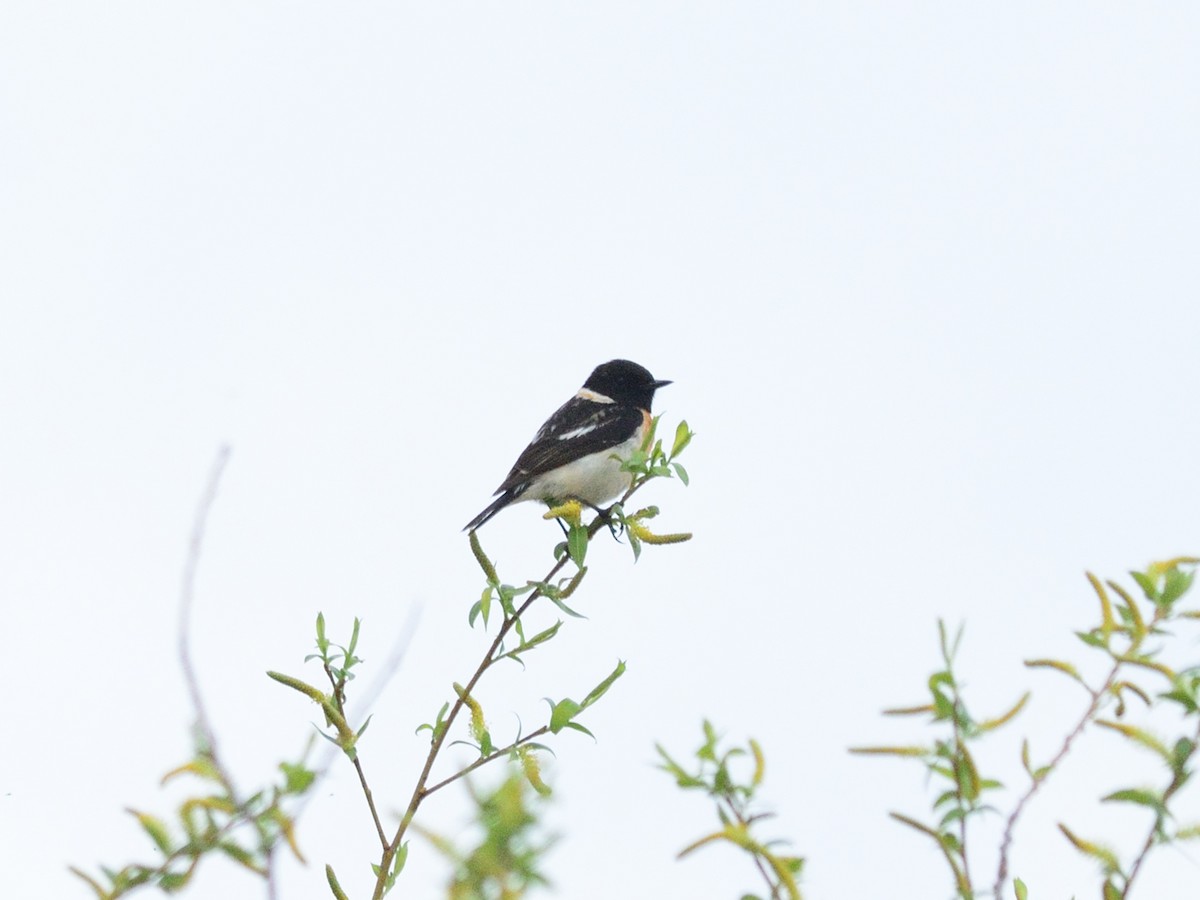 Siberian Stonechat (Siberian) - ML635178400