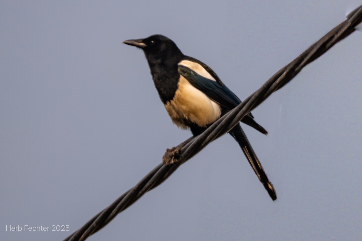 Black-rumped Magpie - ML635178525