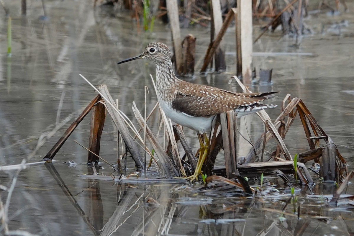 Solitary Sandpiper - ML635178612