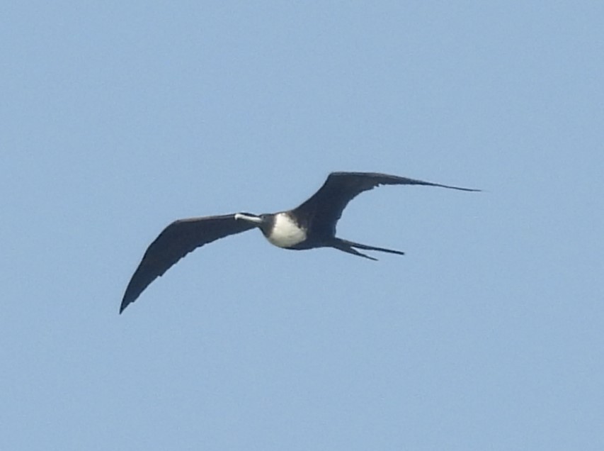 Magnificent Frigatebird - ML635178622
