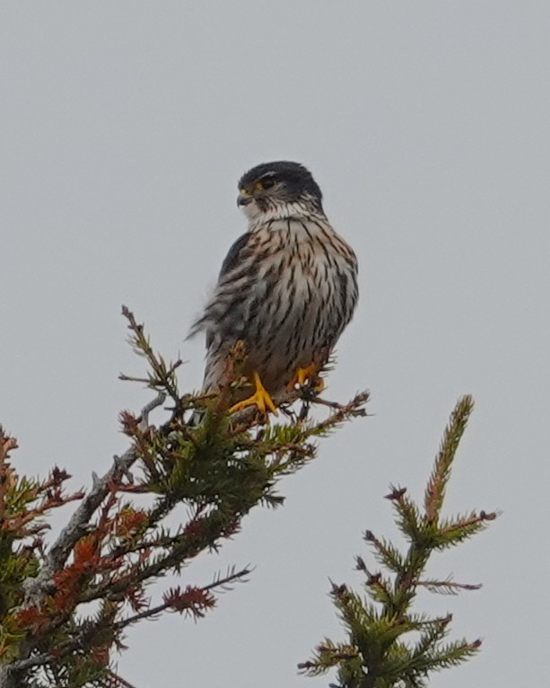 Merlin - ML635178623