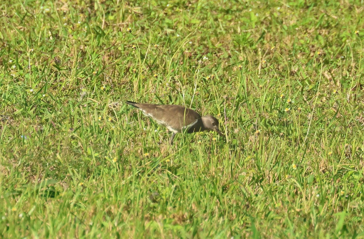 Senegal Lapwing - ML635178625