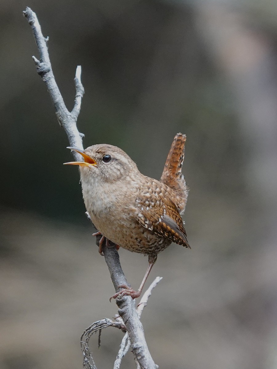 Winter Wren - ML635178645