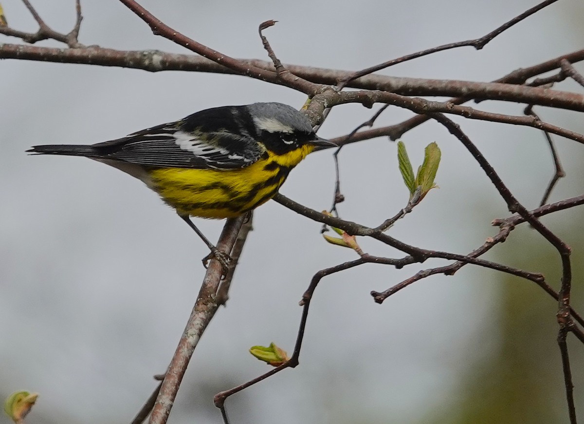 Magnolia Warbler - ML635178661