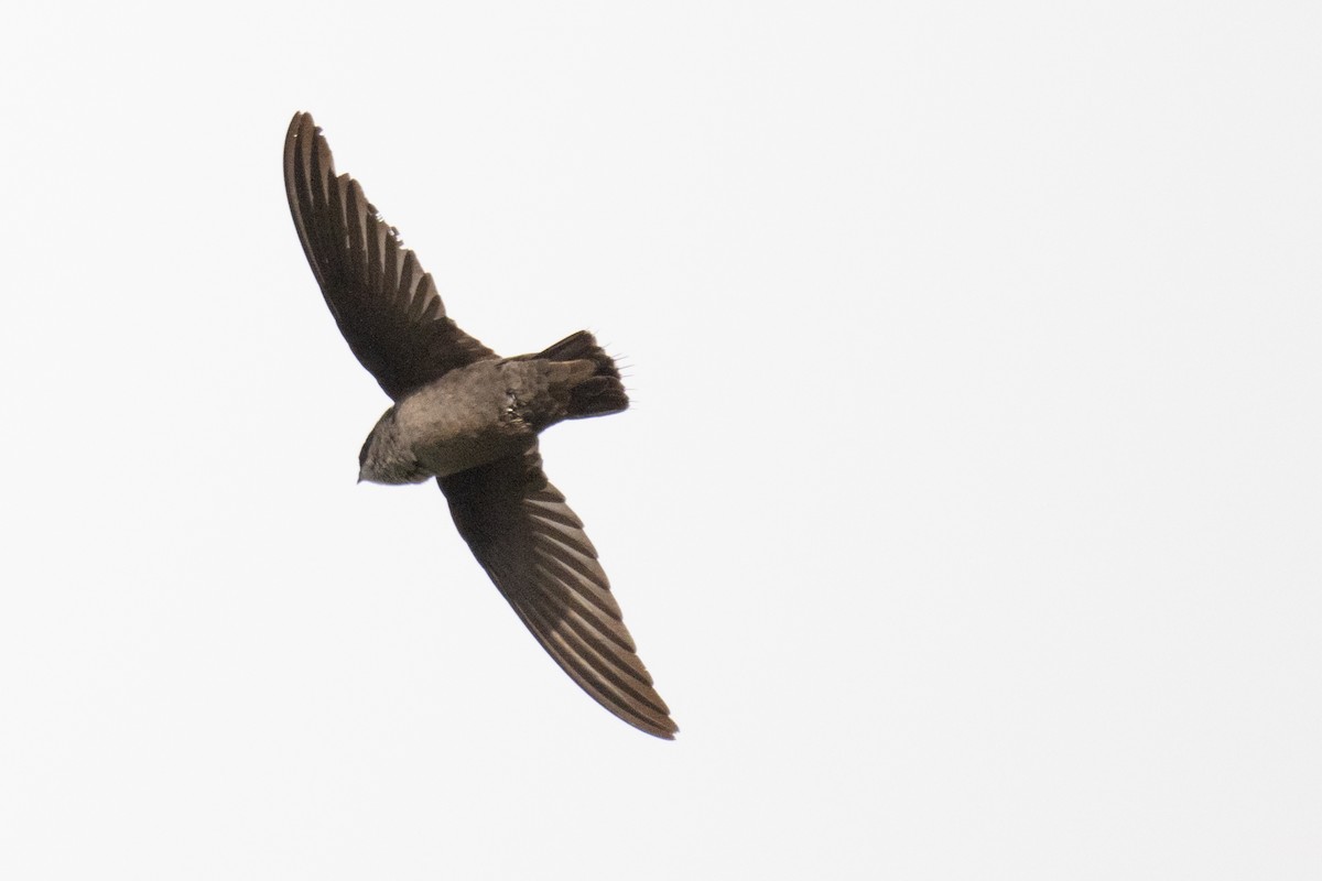 Vaux's Swift - ML635178681