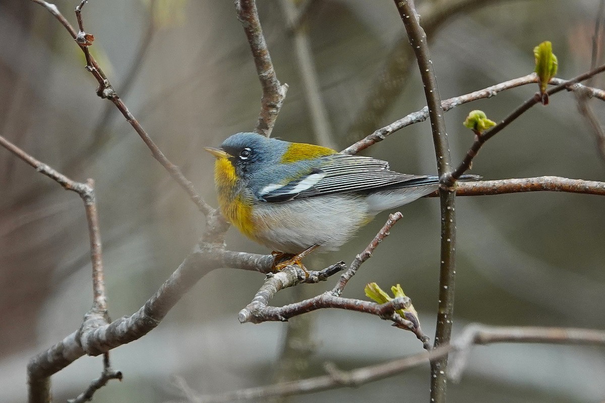 Northern Parula - ML635178687
