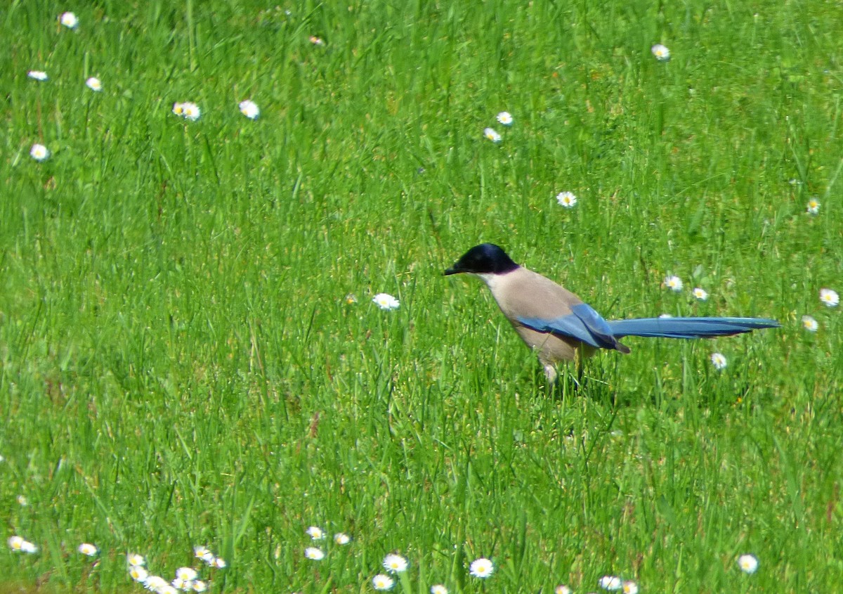 Iberian Magpie - ML635178744