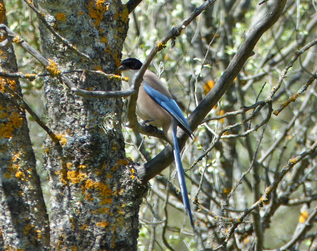 Iberian Magpie - ML635178745
