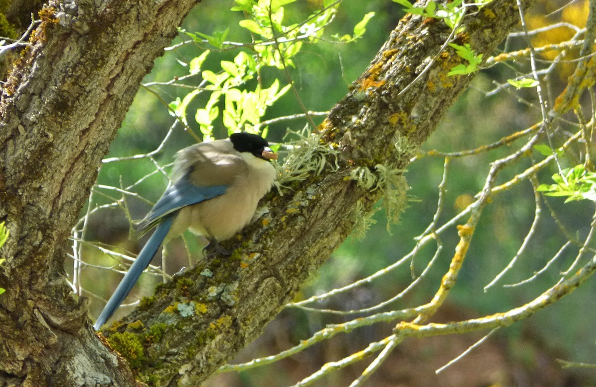 Iberian Magpie - ML635178818