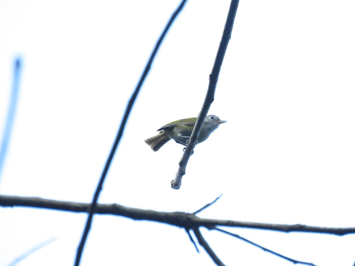 Lesser Greenlet - ML635178833
