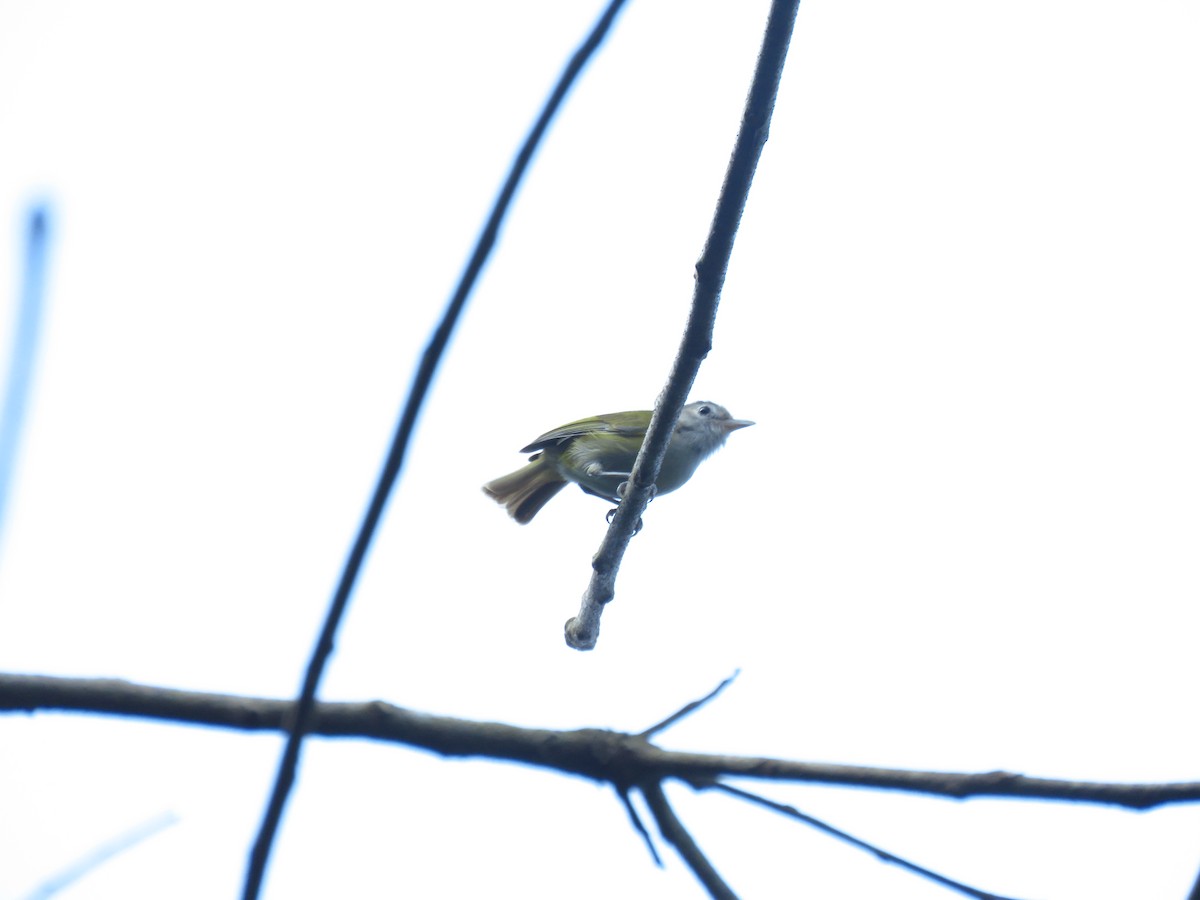 Lesser Greenlet - ML635178834