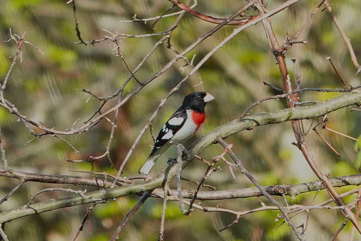 Cardinal à poitrine rose - ML635178904