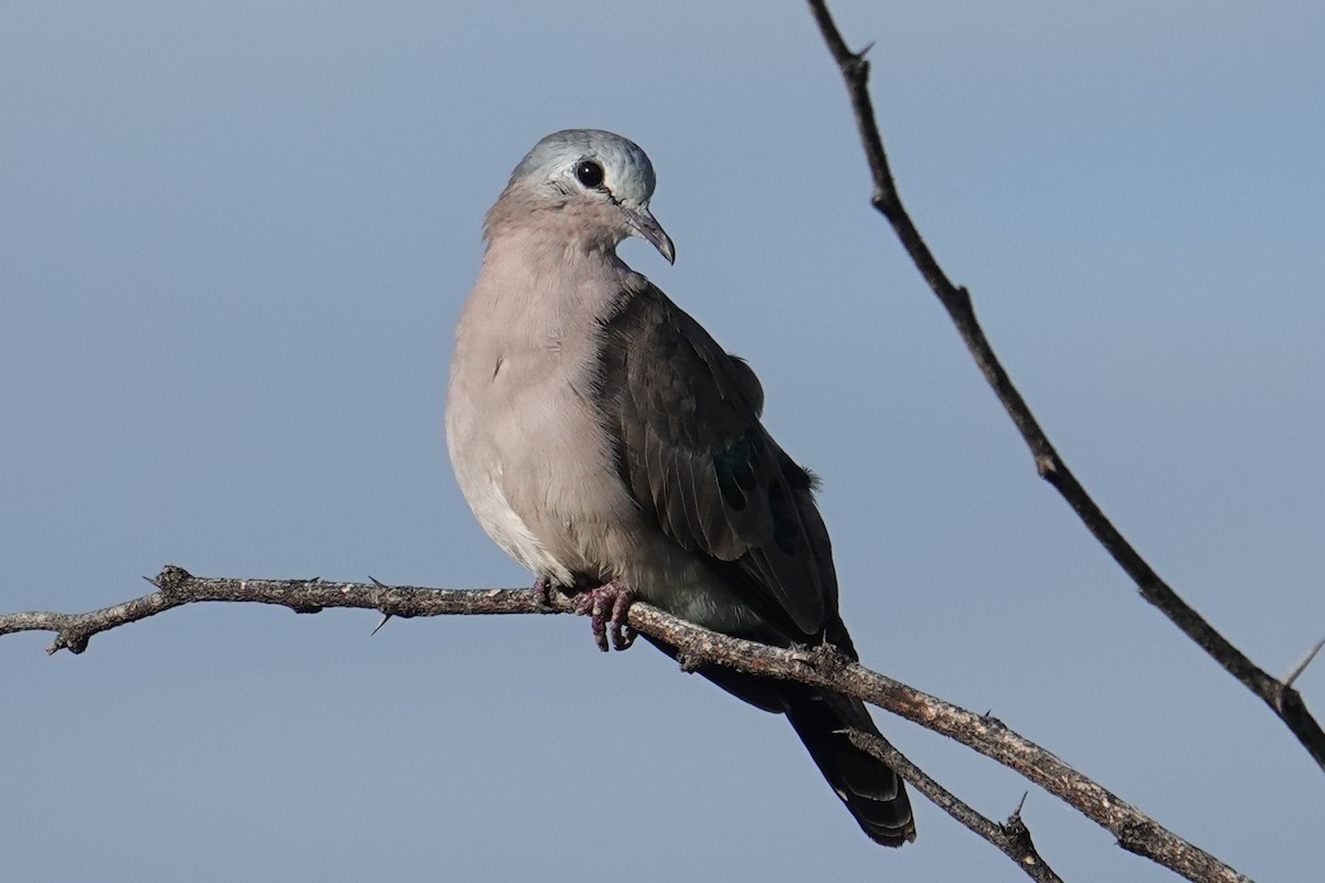 Emerald-spotted Wood-Dove - ML635178926