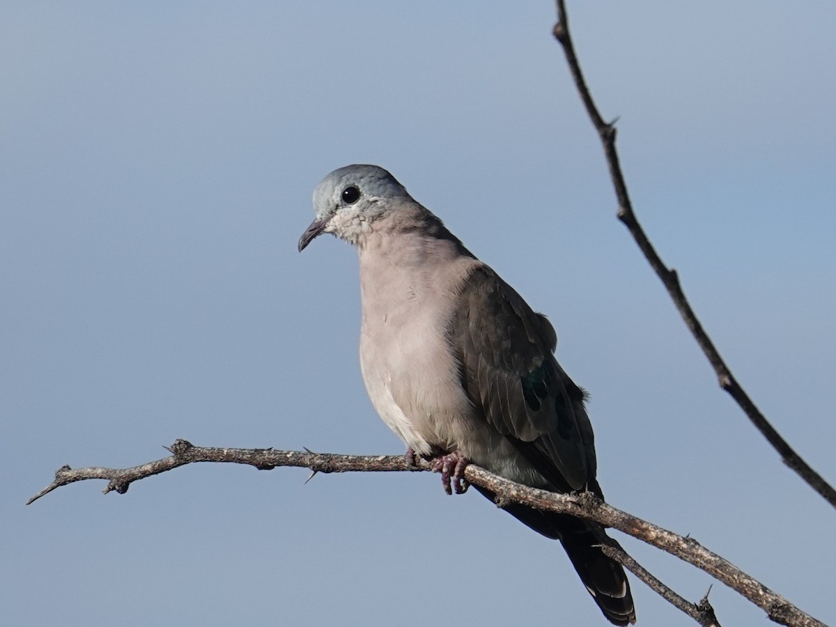 Emerald-spotted Wood-Dove - ML635178928