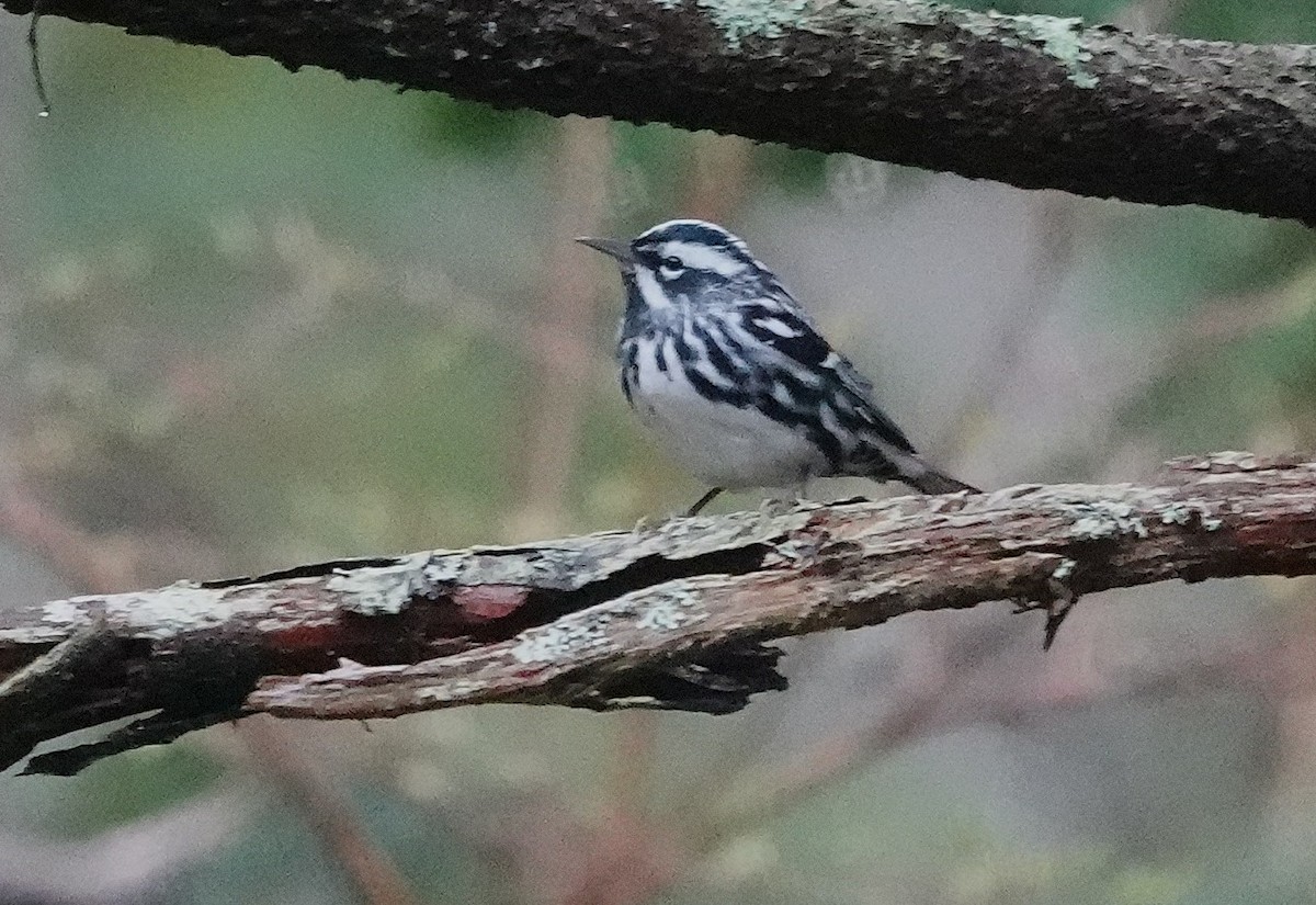 Black-and-white Warbler - ML635178950