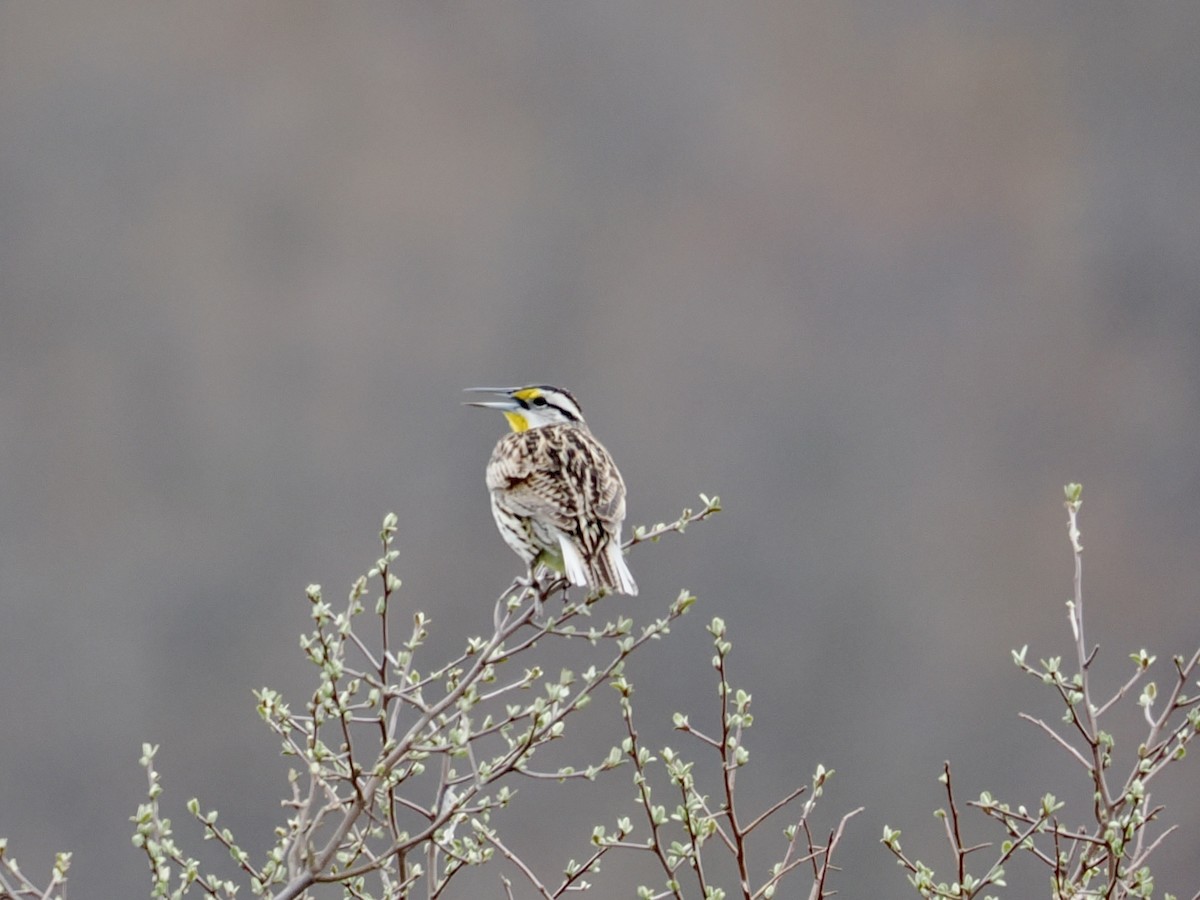 Eastern Meadowlark - ML635179044