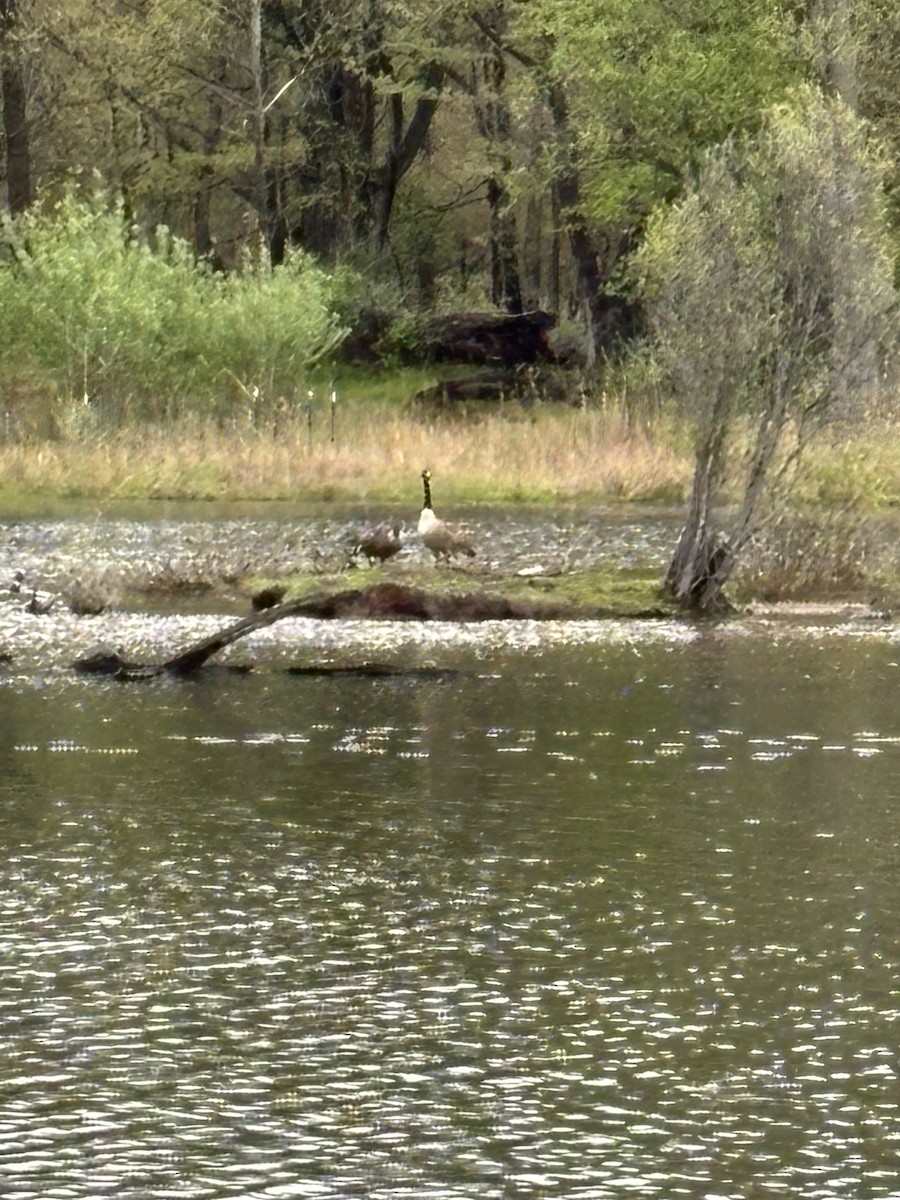 Canada Goose - ML635179099