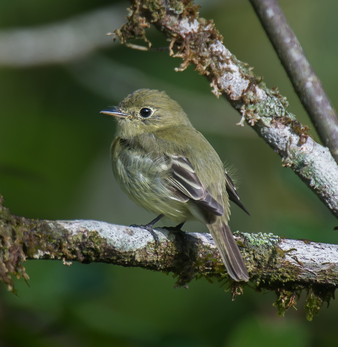 Yellow-bellied Flycatcher - ML635179152