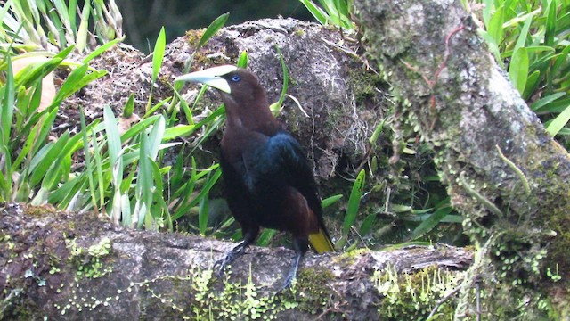 Chestnut-headed Oropendola - ML635179177