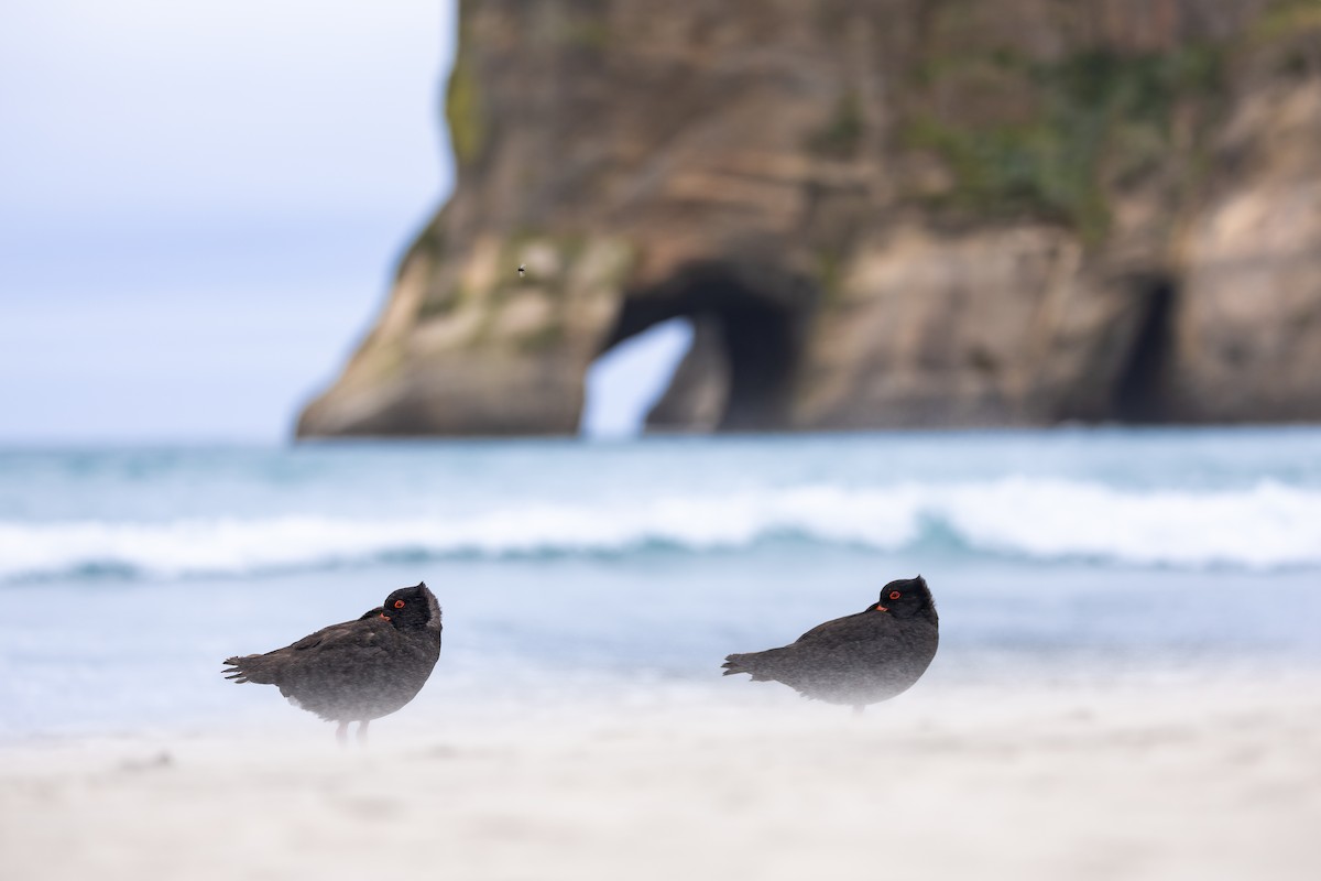 Neuseeland-Austernfischer - ML635179322