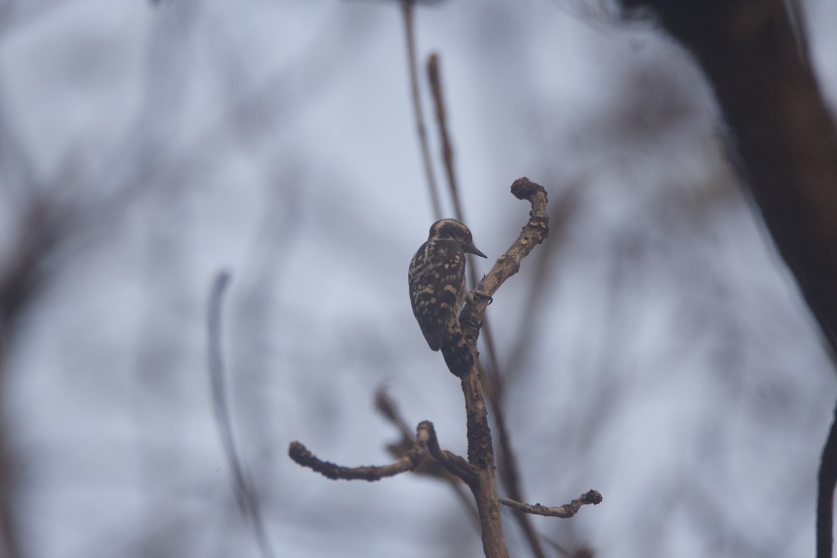 Brown-capped Pygmy Woodpecker - ML635179341