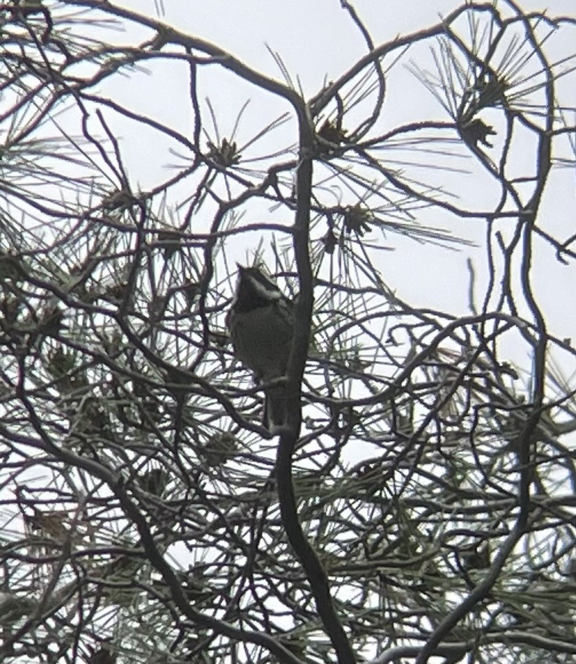 Black-throated Gray Warbler - ML635179353