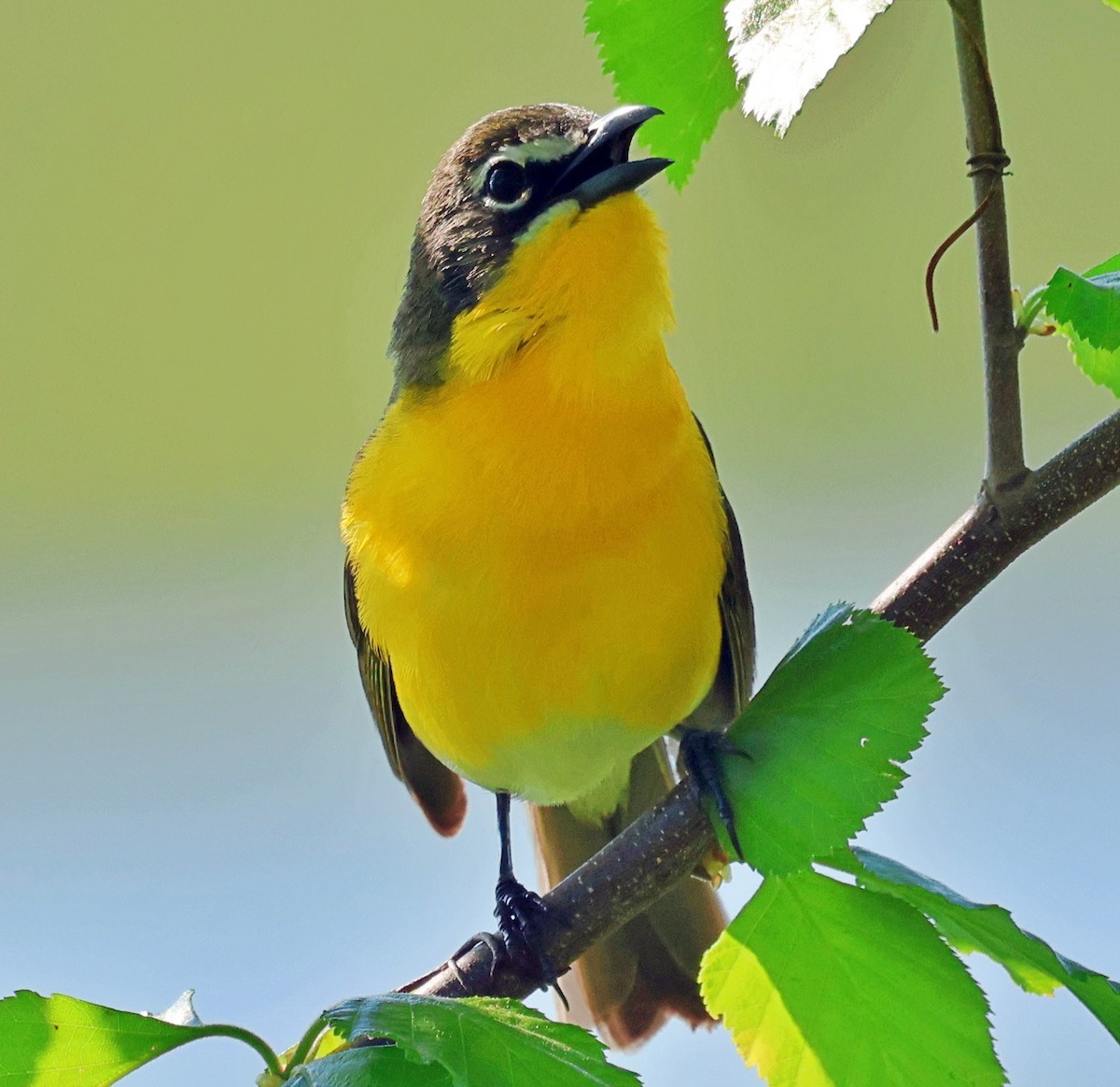 lesníček žlutoprsý - ML635179379