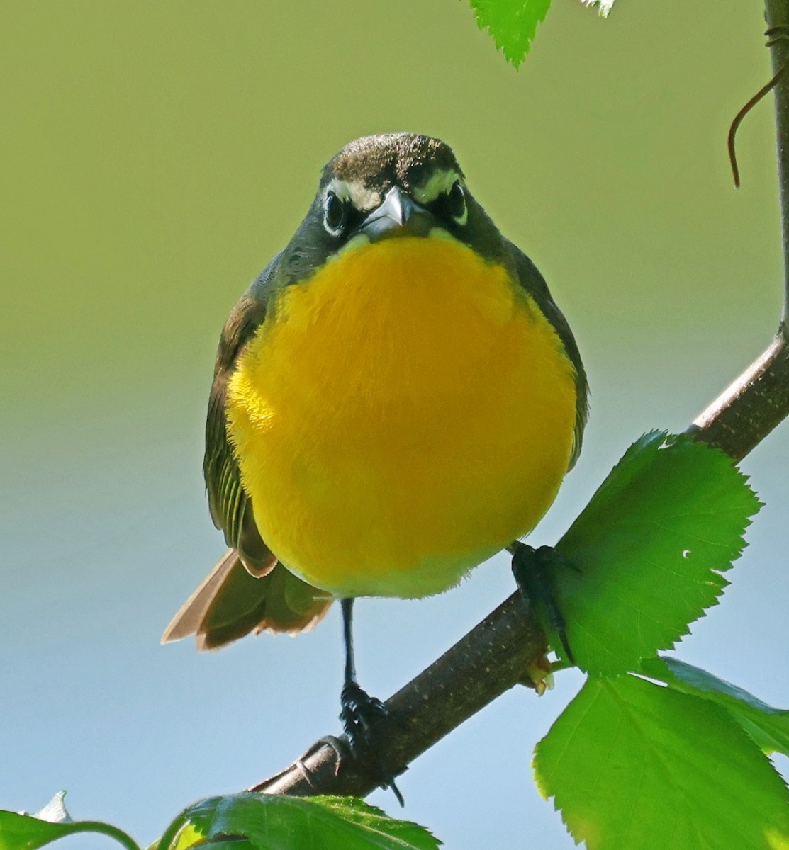 lesníček žlutoprsý - ML635179380