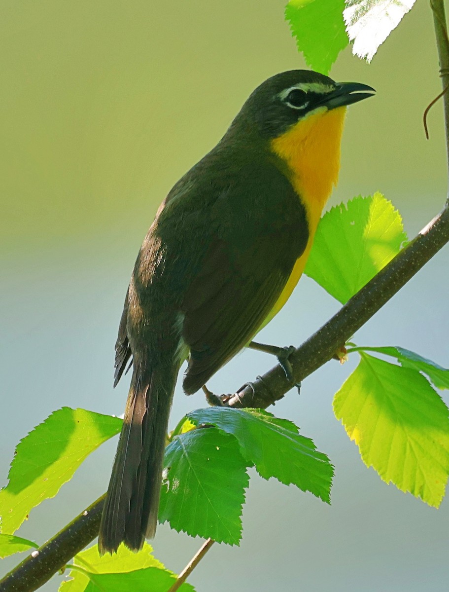 lesníček žlutoprsý - ML635179381