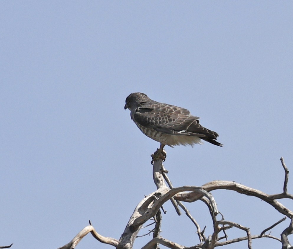 Broad-winged Hawk - ML635179484