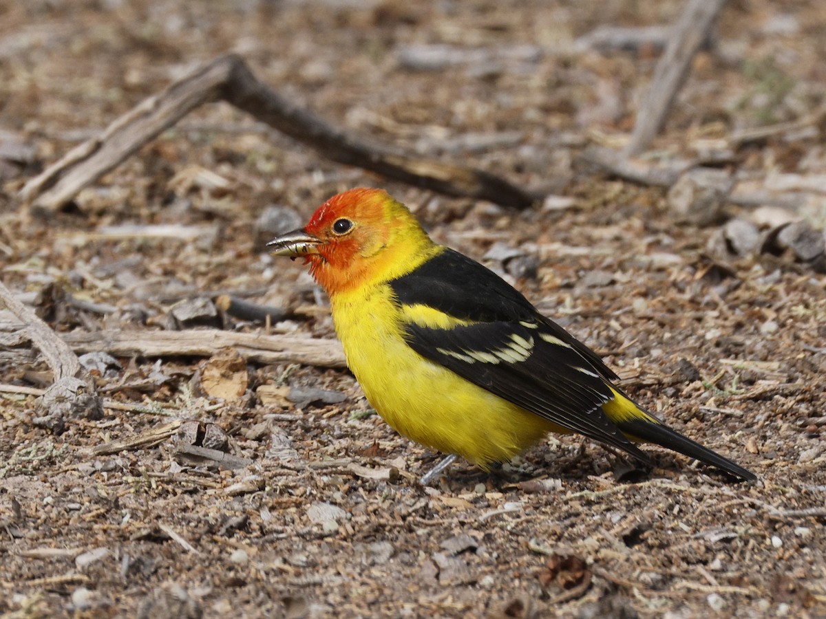 Western Tanager - ML635179494
