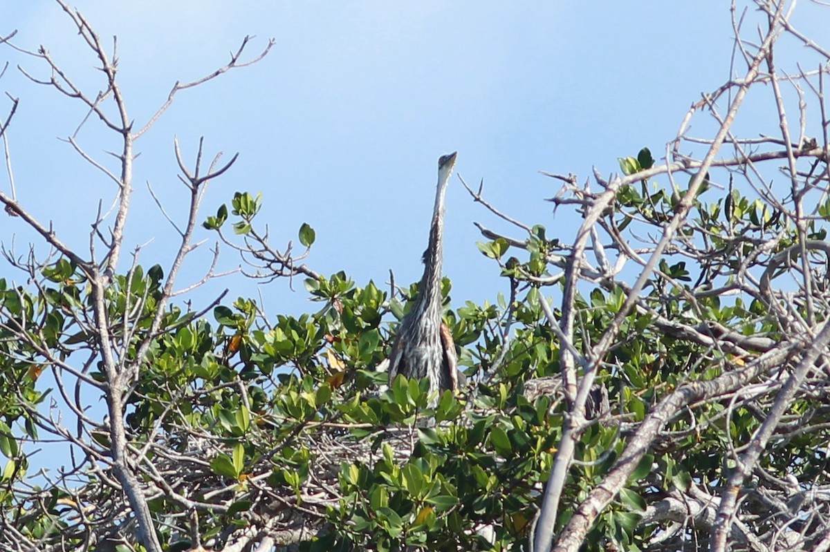 Garza Azulada (grupo herodias) - ML635179636