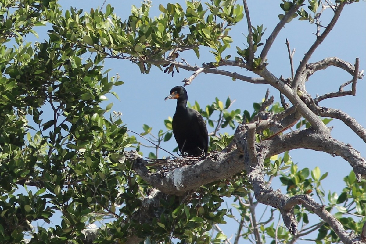 Cormorán Orejudo - ML635179661