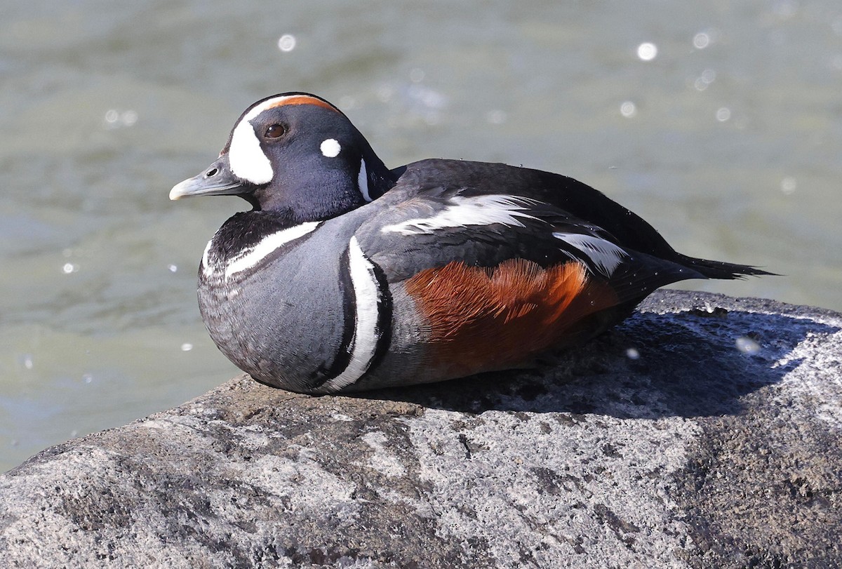 Harlequin Duck - ML635179926