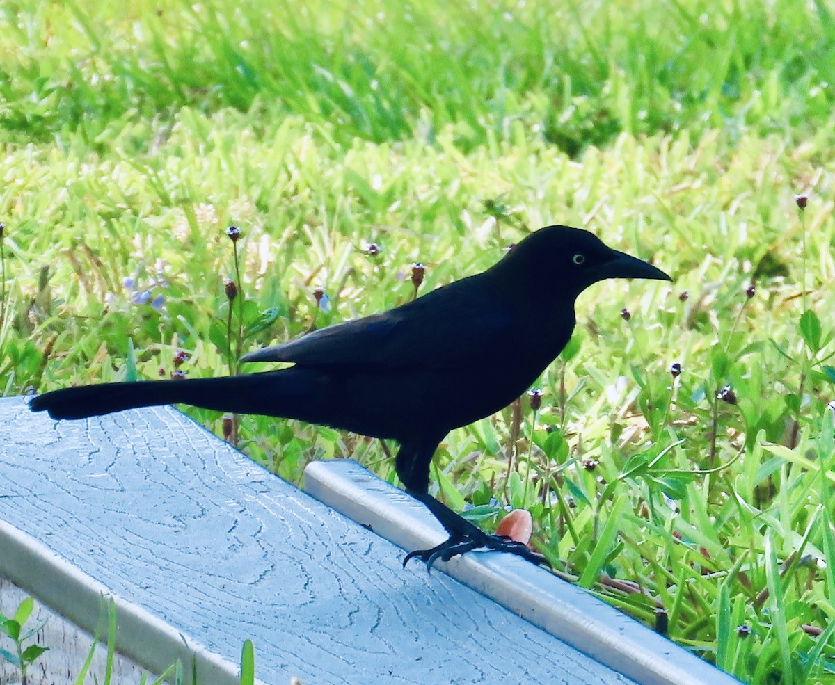 Common Grackle - Susan Daughtrey