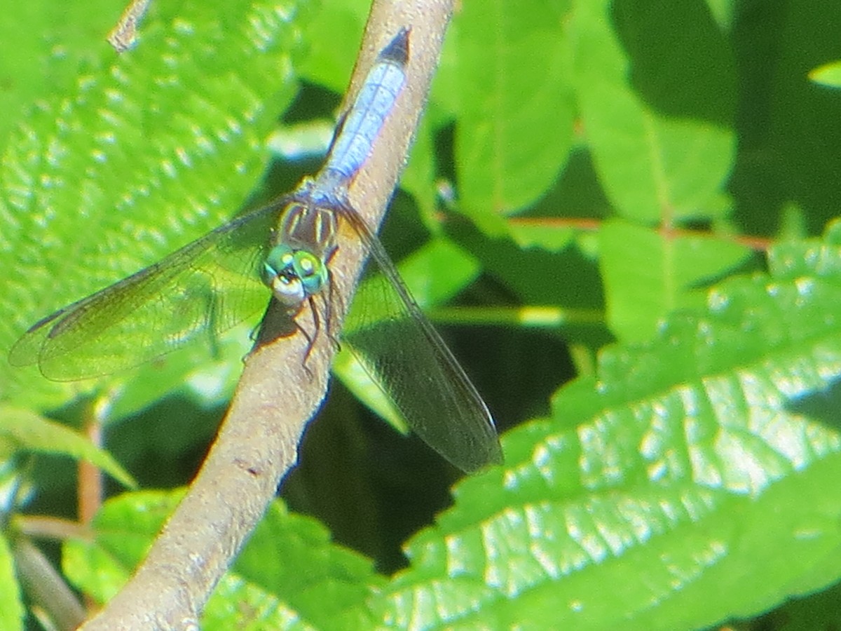 Animals - ML635180034