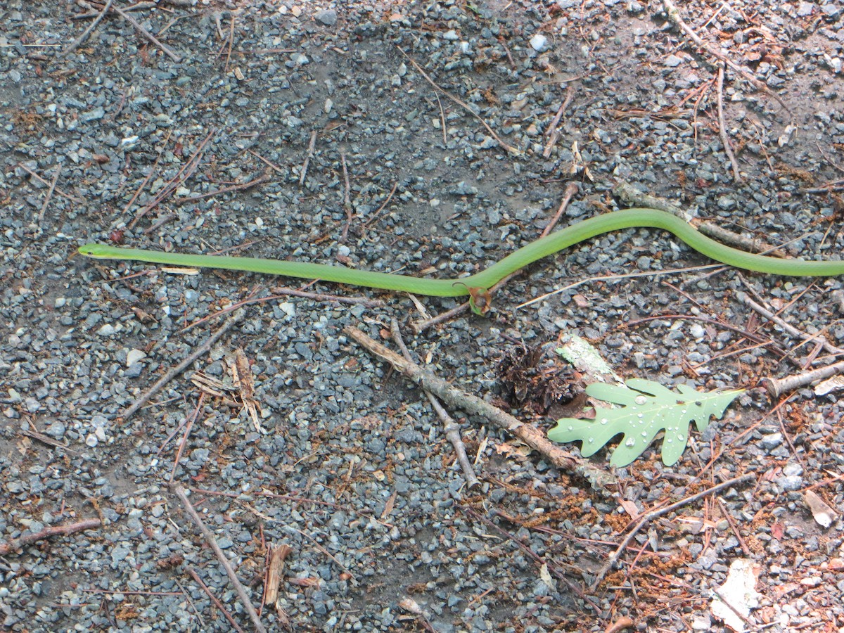 Animals - ML635180038