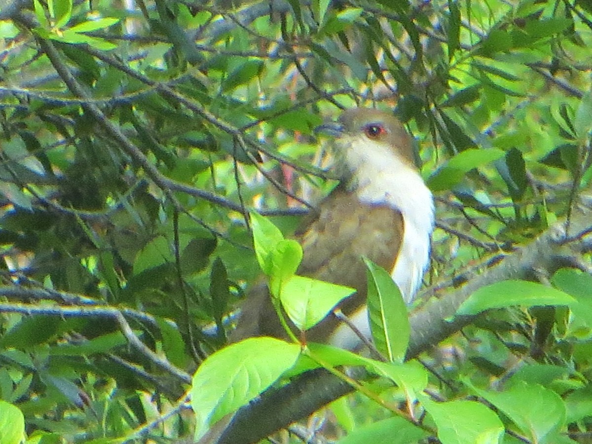 svartnebbgjøk - ML635180040