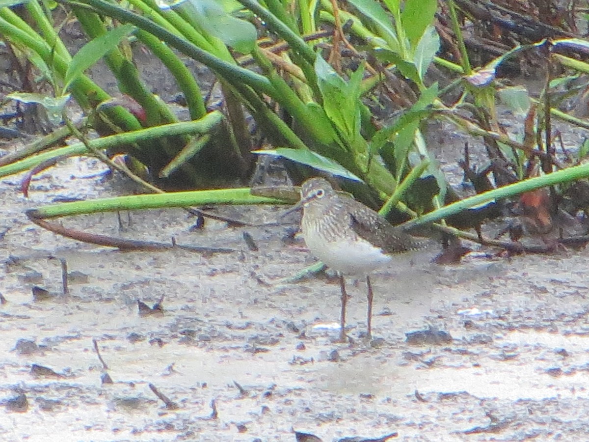 eremittsnipe - ML635180045