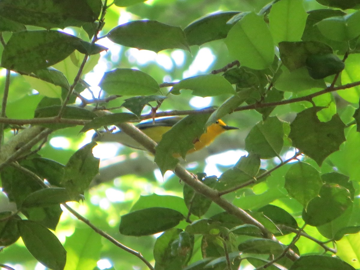 plommeparula - ML635180062